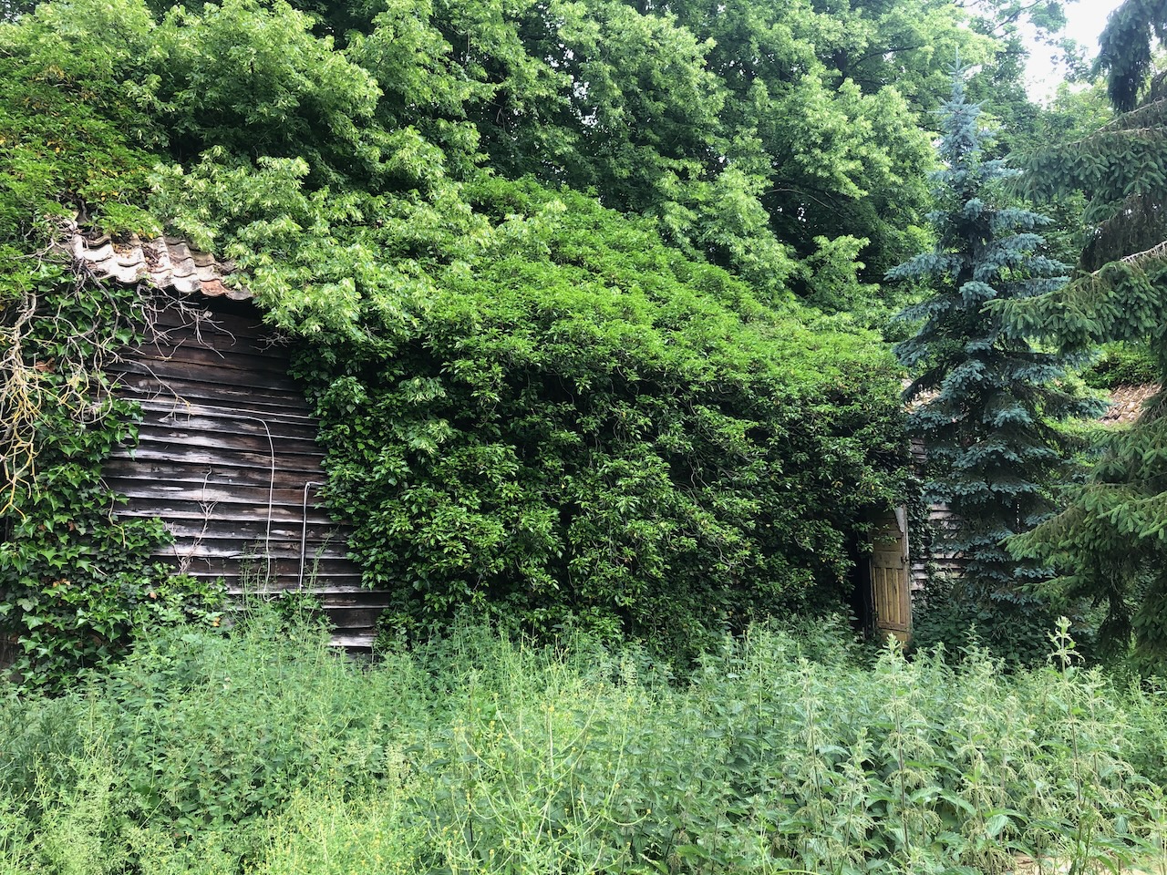 Overgrown courtyard looking towards the function barn — an ivy-covered timber wall