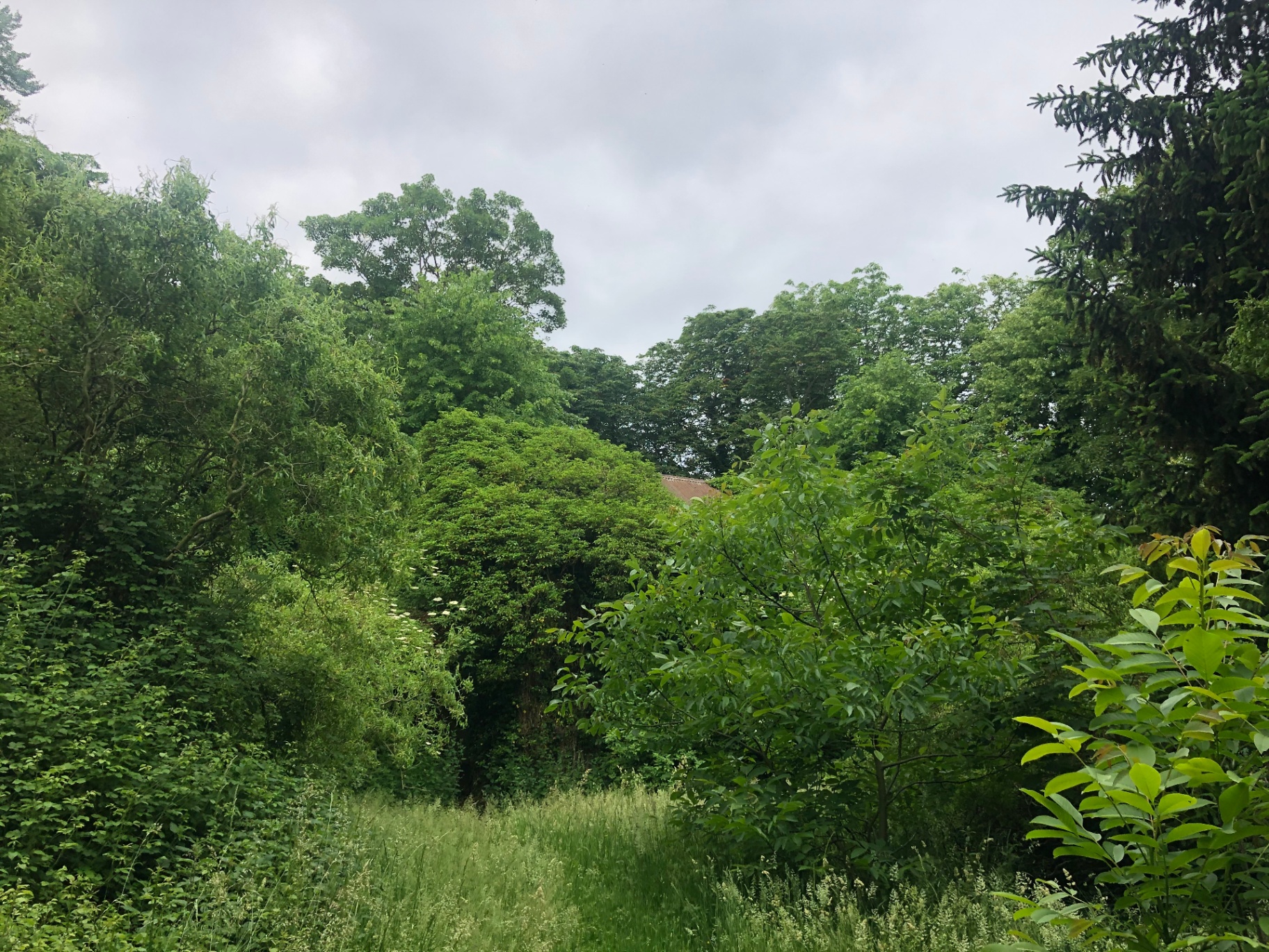 Overgrown courtyard looking towards what would become the parents' house — trees and undergrowth obscuring the buildings