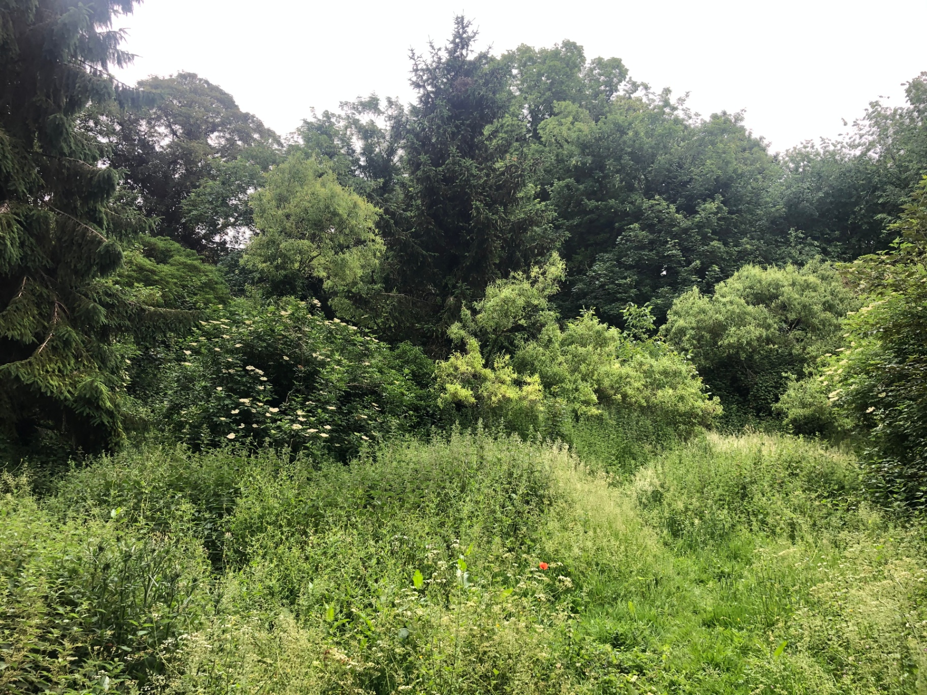 Inside the overgrown courtyard, looking towards what would become the suites